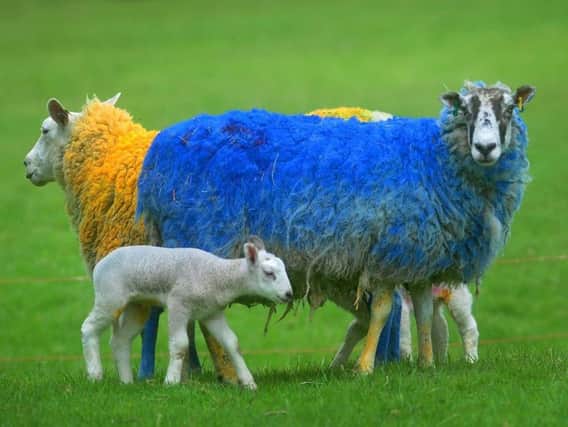Sheep painted in Tour de Yorkshire colours at Little Smeaton