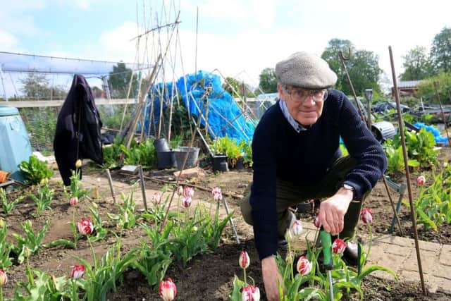 Malcolm Hainsworth, of the tulip society, grows the flowers in his allotment.