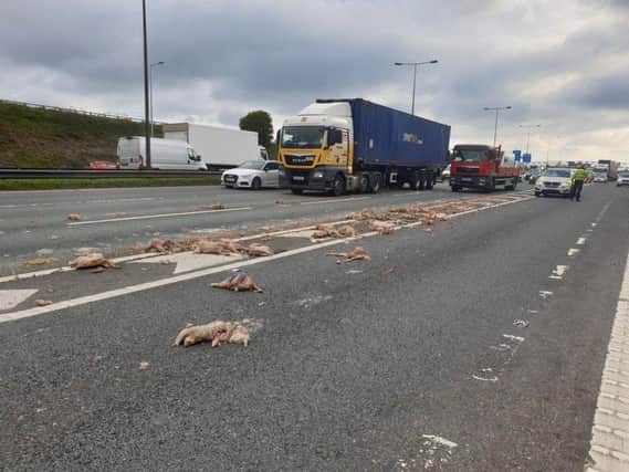 The chickens were thrown across the M62