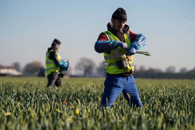 Migrant worker flower pickers from Romania - what will be the  consequence for agriculture when Britain leaves the EU?