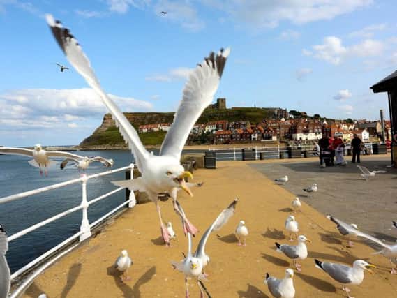 Seagulls in Whitby. Picture: Alex Newsome/Ross Parry