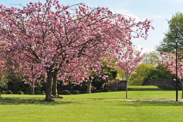 A picture of a Wakefield park in blossom.