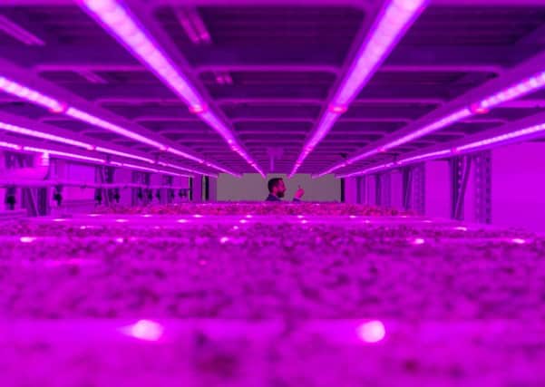 Date:12th October 2018. Picture James Hardisty. Two new state of the art technological innovations have been unveiled by the Crop Health and Protection (CHAP) agency at hi-tech research and development base, Stockbridge Technology Centre near Selby. A hydroponic system fitted with the latest LED lighting is being used to produce crops on a vertical platform independently of sunlight and seasons so that food can be produced year-round, and an advanced glasshouse facility to allow new approaches to crop production and crop protection. Pictured Nigel Bartle, Director of Stockbridge Technology Centre in the new Vertical Farming Development Centre.