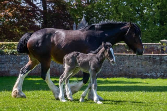 Sledmere Park Farm at Sledmere House, near Driffield, East Yorkshire, are celebrating their first Shire foal called Sledmere Mansterman, from their mare Cottage Farm Julie.