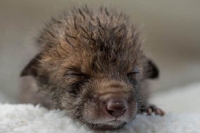 Little Tip the fox cub who was saved by Chris Rolfe after he performed a C sention on a dead vixen (Photo: Jean Rolfe / SWNS.com).