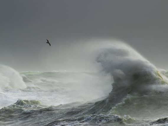 By Craig Denford, Storm Gull, Newhaven, East Sussex.