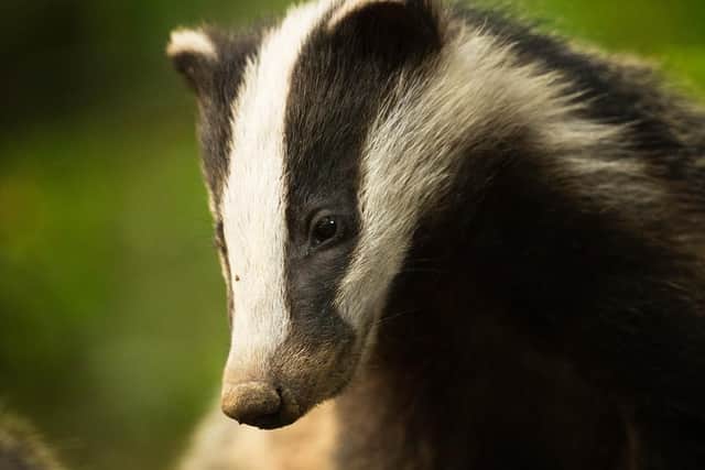 By Tansi Ward Bean, Peak District, Derbyshire. www.bwpawards.org