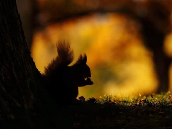 autumn red squirrel by Nell McINtyre