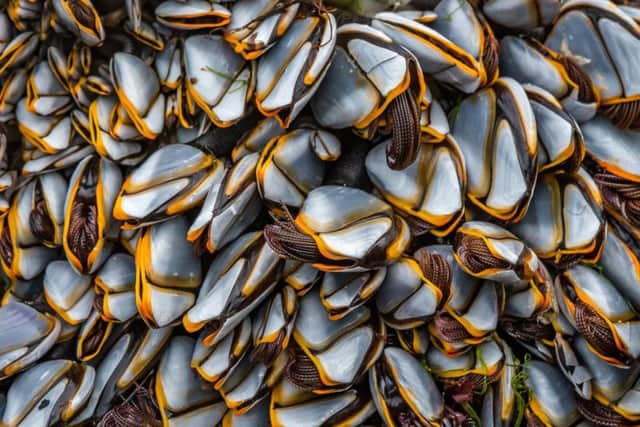 Goose barnacles by David Bennett.
