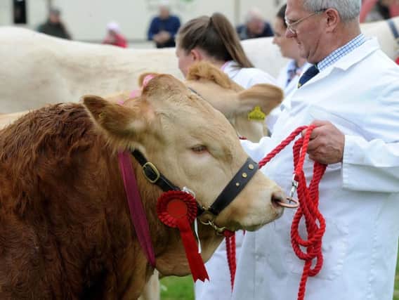 There were 290 entries of cattle at the 210th Otley Show. Picture by Simon Hulme.
