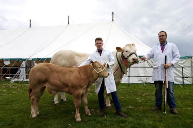 Everingham Judy and its calf Everingham Prince, homebred British Blondes, won the supreme beef title for Neil Barrett of Everingham near Pocklington and his nephew Harry Benison.Picture by Ben Barnett.