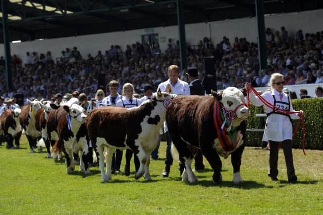 The cattle parade in the main ring at last year's Great Yorkshire Show. Picture by Simon Hulme.