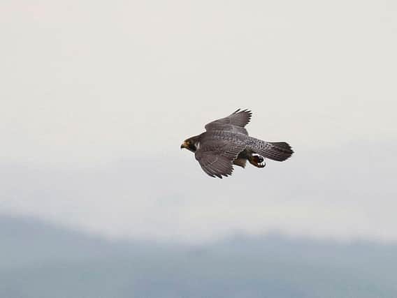 A peregrine falcon flying at Malham Cove. Picture by Dave Dimmock.