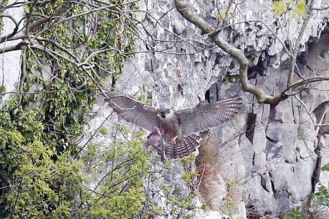 A peregrine falcon bringing in a kill at Malham Cove. Picture by Dave Dimmock.
