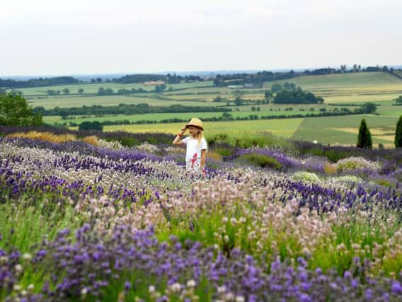 Yorkshire Lavender