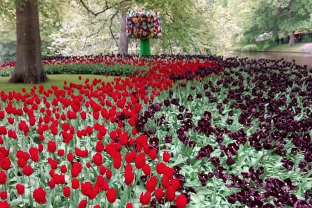 A ribbon of blooms: Part of Keukenhof, the largest flower garden in the world, which have seven million tulips blooming and is only open for two months of the year.