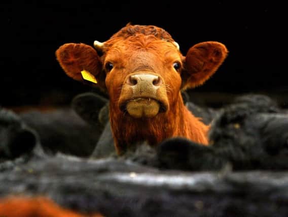 There have been 1,540 new herd breakdowns because of bovine tuberculosis in England and Wales so far this year, including 13 in Yorkshire. Picture by David Cheskin/PA Wire.
