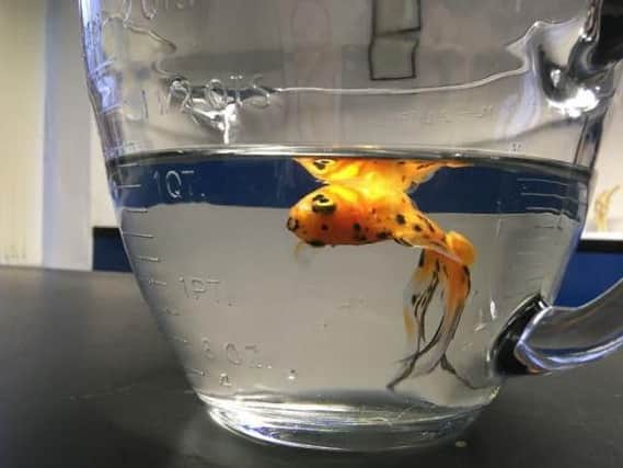 Jeff the goldfish was one of the latest patients through the doors at Julian Norton's surgery.