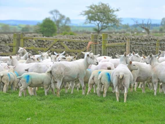Sheep farmers need to be looking outwards, said Phil Stocker, chief executive of the National Sheep Association. Picture by Tony Johnson.