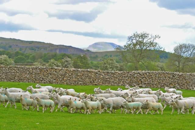 The Franklands run a Texel flock on their farm which is framed by Pen-y-gent in the background. Picture by Tony Johnson.