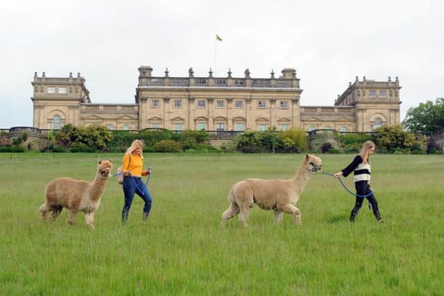 The alpacas can be walked around Harewood's grounds
