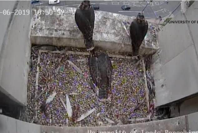 The peregrines have been nesting on the University of Leeds tower.