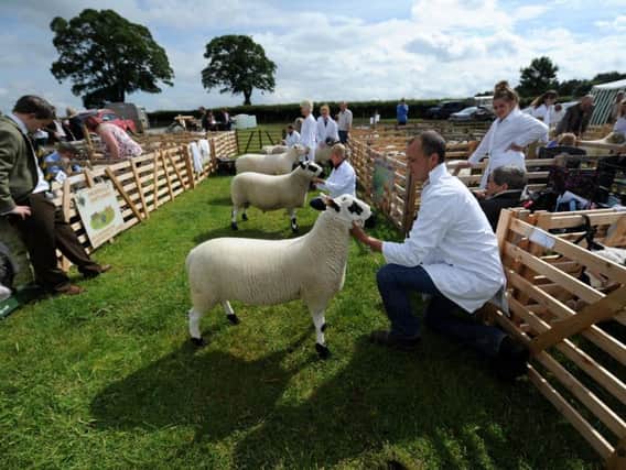 Sheep judging at the 41st North Yorkshire County Show. Picture by Gerard Binks.