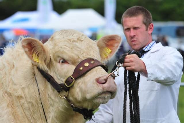A Charolais bull being exhibited at the 41st North Yorkshire County Show. Picture Gerard Binks.