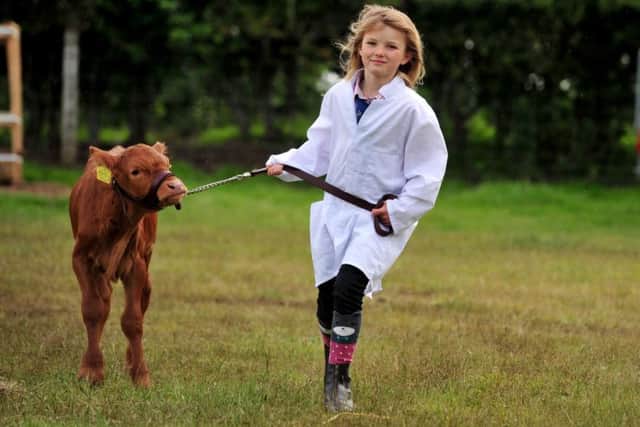Eight-year-old Jessie Barker from Kirbymoorside tries to keep a Shorthorn calf under control at the 41st North Yorkshire County Show. Picture by Gerard Binks.