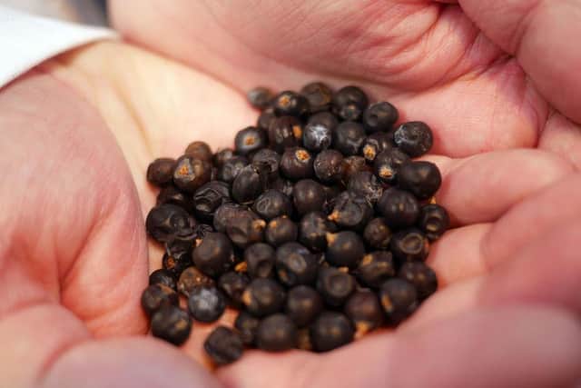 Juniper berries, forming the foundation for Yorkshire's gin renaissance