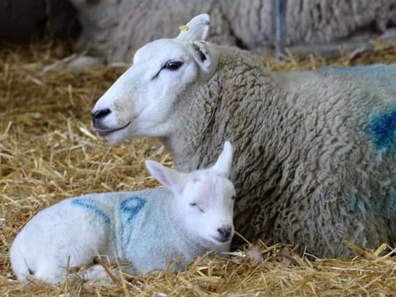 The European Union is the destination for nearly 94 per cent of the lamb exported from Britain but the future trade relationship between Britain and the EU is still uncertain. Picture by Steve Ellis.