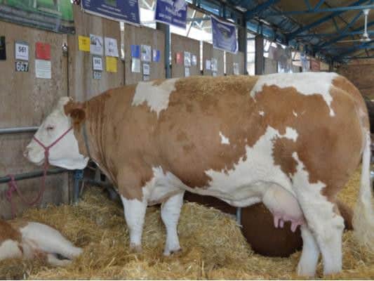 This year the Show will host three national cattle breed shows. This will include the Longhorn Cattle Societys National Show, UK Beef Shorthorn Championships and National Charolais Show