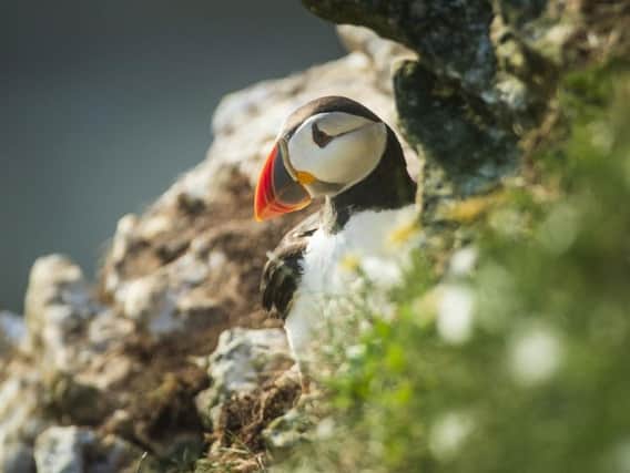 A Puffin nests at the RSPB nature reserve at Bempton Cliffs in Yorkshire, as over 250,000 seabirds flock to the chalk cliffs to find a mate and raise their young.