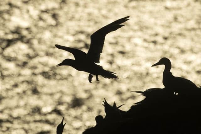 Seabirds nest in front of the sea as it reflects early morning sunlight at the RSPB nature reserve at Bempton Cliffs.