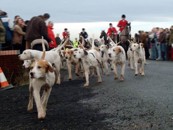 Around 300 different organisations arrange approximately 15,000 days ofhunting each year using hounds trained to follow an artificial scent. Picture by Mark Fear.