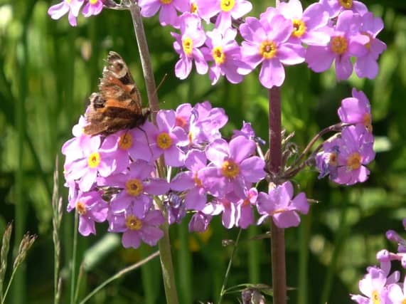 The Himalayan Garden and Sculpture Park is home to the norths largest collection of rare rhododendrons,