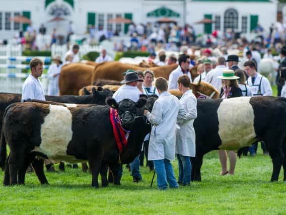 The Grand Cattle Parade in the main ring of the Great Yorkshire Show. Picture by  James Hardisty.