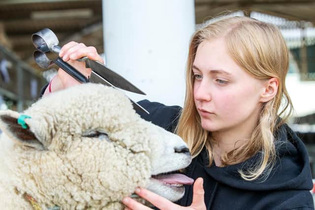 Rachel Ellis, 17, from Cawthorne near Barnsley, prepares Yasmin for the 161st Great Yorkshire Show in Harrogate. Picture by Bruce Rollinson.
