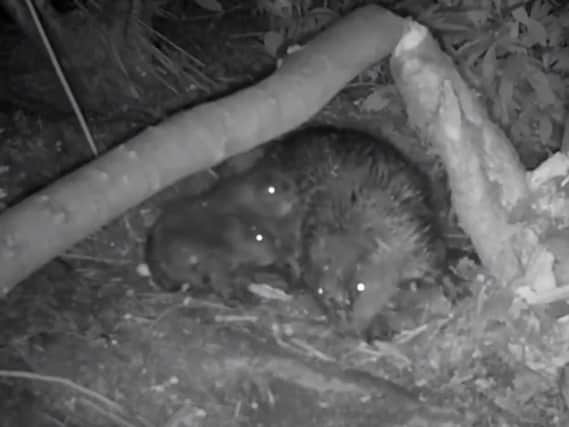 Beavers moved to Cropton Forest from Scotland have become parents, footage has shown. Picture: Forestry England/PA