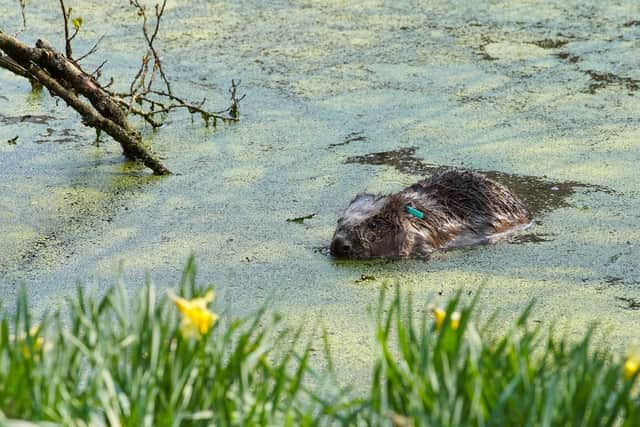 One of the Eurasian beavers in a pond at Cropton Forest near Pickering. Picture by Forestry England/Sam Oakes.