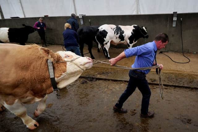 There was a damp start to proceedings on day one of the Great Yorkshire Show.