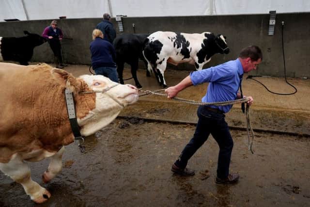 There was a damp start to proceedings o day one of the Great Yorkshire Show.