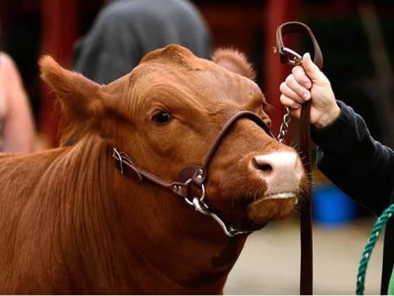 Wednesday 10 July marks the second day of the Great Yorkshire Show 2019