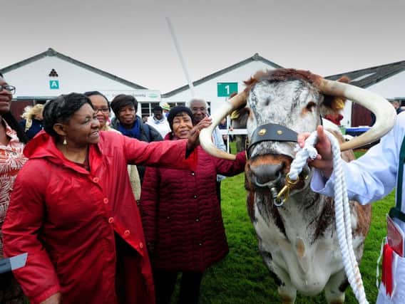 Ladies from Sheffield and District African Caribbean Community Association stroke the Longhorn cattle at the 161st Great Yorkshire Show in Harrogate.
