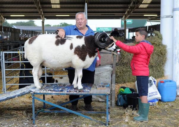 Geoff Wood with his grandson Harry Webb prepare a sheep for show at the Great Yorkshire Show.