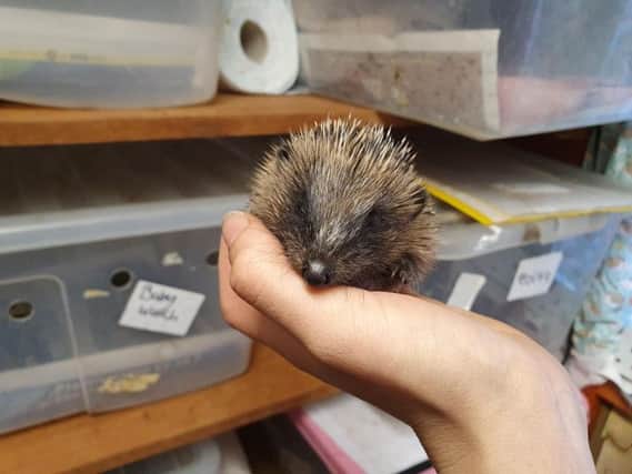 The killing of a baby hedgehog in Castleford has been described as a "cowardly and sickening" act.