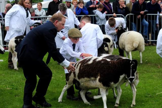 Action in the sheep rings at the 161st Great Yorkshire Show in Harrogate. Picture by Simon Hulme.