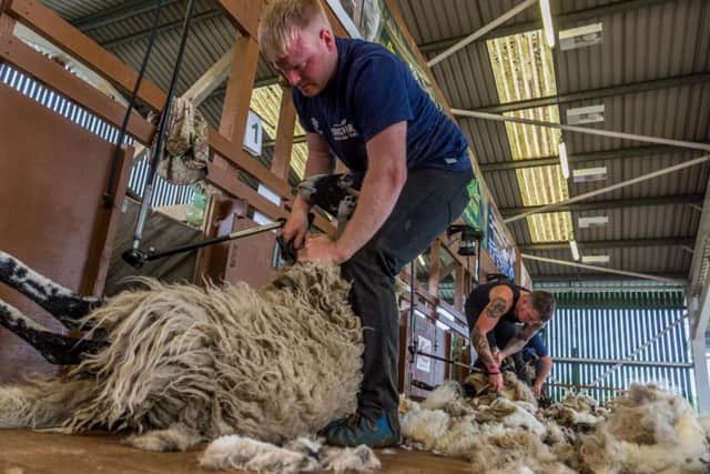 One of the sheep shearing classes at the Great Yorkshire Show.