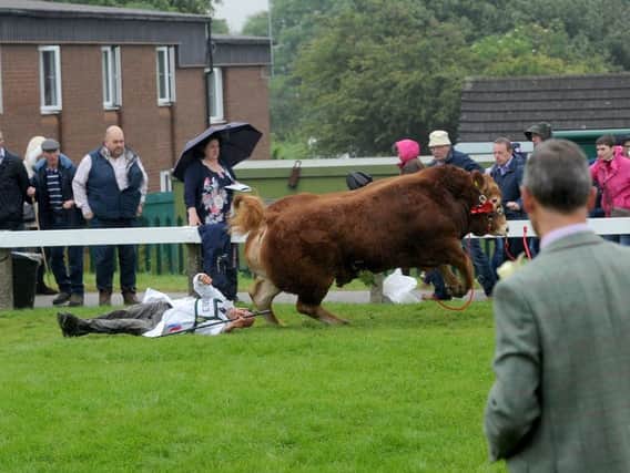 The handler briefly lost consciousness after being trampled by the bull.