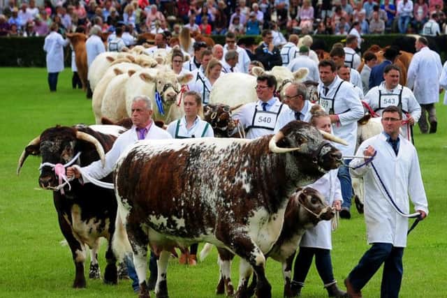 The grand cattle parade took place in the main ring on day two of the show, with the spectacle due to be repeated on day three at 2pm. Picture by Simon Hulme.